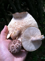 KyushuMushrooms